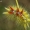 Klevinis strėlinukas - Acronicta aceris, vikšras | Fotografijos autorius : Gintautas Steiblys | © Macrogamta.lt | Šis tinklapis priklauso bendruomenei kuri domisi makro fotografija ir fotografuoja gyvąjį makro pasaulį.