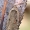 Gluosninis dėmėtasis agonopteriksas - Agonopterix ocellana | Fotografijos autorius : Gintautas Steiblys | © Macrogamta.lt | Šis tinklapis priklauso bendruomenei kuri domisi makro fotografija ir fotografuoja gyvąjį makro pasaulį.