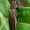Žaliasis serbentinis siaurablizgis - Agrilus viridis  | Fotografijos autorius : Gintautas Steiblys | © Macrogamta.lt | Šis tinklapis priklauso bendruomenei kuri domisi makro fotografija ir fotografuoja gyvąjį makro pasaulį.