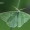 Smaragdinis žaliasprindis - Antonechloris smaragdaria  | Fotografijos autorius : Gintautas Steiblys | © Macrogamta.lt | Šis tinklapis priklauso bendruomenei kuri domisi makro fotografija ir fotografuoja gyvąjį makro pasaulį.