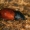 Raudonsparnis afodijus - Aphodius fimetarius  | Fotografijos autorius : Gintautas Steiblys | © Macrogamta.lt | Šis tinklapis priklauso bendruomenei kuri domisi makro fotografija ir fotografuoja gyvąjį makro pasaulį.