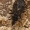 Beržinė žieviablakė - Aradus betulae  | Fotografijos autorius : Gintautas Steiblys | © Macrogamta.lt | Šis tinklapis priklauso bendruomenei kuri domisi makro fotografija ir fotografuoja gyvąjį makro pasaulį.