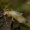 Paprastoji auslinda - Forficula auricularia, nimfa  | Fotografijos autorius : Gintautas Steiblys | © Macrogamta.lt | Šis tinklapis priklauso bendruomenei kuri domisi makro fotografija ir fotografuoja gyvąjį makro pasaulį.