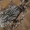 Kailiniuotasis naktinukas - Brachionycha nubeculosa | Fotografijos autorius : Gintautas Steiblys | © Macrogamta.lt | Šis tinklapis priklauso bendruomenei kuri domisi makro fotografija ir fotografuoja gyvąjį makro pasaulį.