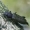 Raudonšlaunis žievėplėšis - Callidium coriaceum  | Fotografijos autorius : Gintautas Steiblys | © Macrogamta.lt | Šis tinklapis priklauso bendruomenei kuri domisi makro fotografija ir fotografuoja gyvąjį makro pasaulį.