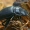 Šiaurinis elniavabalis - Ceruchus chrysomelinus, patelė  | Fotografijos autorius : Gintautas Steiblys | © Macrogamta.lt | Šis tinklapis priklauso bendruomenei kuri domisi makro fotografija ir fotografuoja gyvąjį makro pasaulį.