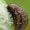 Pipirmėtinis puošnys - Chrysolina herbacea, lerva | Fotografijos autorius : Gintautas Steiblys | © Macrogamta.lt | Šis tinklapis priklauso bendruomenei kuri domisi makro fotografija ir fotografuoja gyvąjį makro pasaulį.