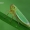 Žalioji cikadelė - Cicadella viridis  | Fotografijos autorius : Gintautas Steiblys | © Macrogamta.lt | Šis tinklapis priklauso bendruomenei kuri domisi makro fotografija ir fotografuoja gyvąjį makro pasaulį.