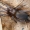 Miškinis glotniavoris - Haplodrassus silvestris | Fotografijos autorius : Gintautas Steiblys | © Macrogamta.lt | Šis tinklapis priklauso bendruomenei kuri domisi makro fotografija ir fotografuoja gyvąjį makro pasaulį.