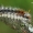 Lazdyninis miškinukas - Colocasia coryli, vikšras  | Fotografijos autorius : Gintautas Steiblys | © Macrogamta.lt | Šis tinklapis priklauso bendruomenei kuri domisi makro fotografija ir fotografuoja gyvąjį makro pasaulį.