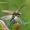Šukaūsis pievaspragšis - Ctenicera pectinicornis  | Fotografijos autorius : Gintautas Steiblys | © Macrogamta.lt | Šis tinklapis priklauso bendruomenei kuri domisi makro fotografija ir fotografuoja gyvąjį makro pasaulį.