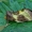 Žaliasis juostuotasis žvilgūnas - Diachrysia tutti (=stenochrysis) | Fotografijos autorius : Gintautas Steiblys | © Macrogamta.lt | Šis tinklapis priklauso bendruomenei kuri domisi makro fotografija ir fotografuoja gyvąjį makro pasaulį.