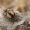 Tamsiažiedis raizguolis - Dictyna arundinacea  | Fotografijos autorius : Gintautas Steiblys | © Macrogamta.lt | Šis tinklapis priklauso bendruomenei kuri domisi makro fotografija ir fotografuoja gyvąjį makro pasaulį.