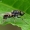 Plokščiamusė - Oxycera leonina | Fotografijos autorius : Gintautas Steiblys | © Macrogamta.lt | Šis tinklapis priklauso bendruomenei kuri domisi makro fotografija ir fotografuoja gyvąjį makro pasaulį.