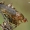Musė - Dryomyza flaveola  | Fotografijos autorius : Gintautas Steiblys | © Macrogamta.lt | Šis tinklapis priklauso bendruomenei kuri domisi makro fotografija ir fotografuoja gyvąjį makro pasaulį.
