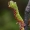 Didysis žaliasprindis - Geometra papilionaria, vikšras  | Fotografijos autorius : Gintautas Steiblys | © Macrogamta.lt | Šis tinklapis priklauso bendruomenei kuri domisi makro fotografija ir fotografuoja gyvąjį makro pasaulį.