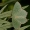 Pilkšvasis žaliasprindis - Hemithea aestivaria  | Fotografijos autorius : Gintautas Steiblys | © Macrogamta.lt | Šis tinklapis priklauso bendruomenei kuri domisi makro fotografija ir fotografuoja gyvąjį makro pasaulį.