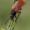 Dulkiagraužis - Omophlus lepturoides | Fotografijos autorius : Gintautas Steiblys | © Macrogamta.lt | Šis tinklapis priklauso bendruomenei kuri domisi makro fotografija ir fotografuoja gyvąjį makro pasaulį.