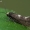Beržinė maišiakandė - Incurvaria pectinea, patelė | Fotografijos autorius : Gintautas Steiblys | © Macrogamta.lt | Šis tinklapis priklauso bendruomenei kuri domisi makro fotografija ir fotografuoja gyvąjį makro pasaulį.