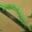 Ankstyvasis sprindžius - Alsophila aescularia, vikšras | Fotografijos autorius : Gintautas Steiblys | © Macrogamta.lt | Šis tinklapis priklauso bendruomenei kuri domisi makro fotografija ir fotografuoja gyvąjį makro pasaulį.