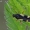 Ryškioji žolblakė - Dryophilocoris flavoquadrimaculatus | Fotografijos autorius : Gintautas Steiblys | © Macrogamta.lt | Šis tinklapis priklauso bendruomenei kuri domisi makro fotografija ir fotografuoja gyvąjį makro pasaulį.