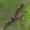 Ąžuolinė peteliškė - Catocala sponsa, vikšras | Fotografijos autorius : Gintautas Steiblys | © Macrogamta.lt | Šis tinklapis priklauso bendruomenei kuri domisi makro fotografija ir fotografuoja gyvąjį makro pasaulį.