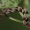Gudobelinis sprindytis - Eupithecia virgaureata, vikšras | Fotografijos autorius : Gintautas Steiblys | © Macrogamta.lt | Šis tinklapis priklauso bendruomenei kuri domisi makro fotografija ir fotografuoja gyvąjį makro pasaulį.
