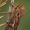 Pievinis pelėdgalvis - Cerapteryx graminis | Fotografijos autorius : Gintautas Steiblys | © Macrogamta.lt | Šis tinklapis priklauso bendruomenei kuri domisi makro fotografija ir fotografuoja gyvąjį makro pasaulį.