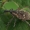 Straubliukas - Lepyrus palustris | Fotografijos autorius : Gintautas Steiblys | © Macrogamta.lt | Šis tinklapis priklauso bendruomenei kuri domisi makro fotografija ir fotografuoja gyvąjį makro pasaulį.