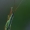 Skeltagalvė žolblakė - Notostira elongata | Fotografijos autorius : Gintautas Steiblys | © Macrogamta.lt | Šis tinklapis priklauso bendruomenei kuri domisi makro fotografija ir fotografuoja gyvąjį makro pasaulį.