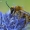 Paprastoji gauruotakojė bitė - Dasypoda hirtipes | Fotografijos autorius : Gintautas Steiblys | © Macrogamta.lt | Šis tinklapis priklauso bendruomenei kuri domisi makro fotografija ir fotografuoja gyvąjį makro pasaulį.