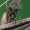 Žalsvasis kuprys - Gibbaranea gibbosa | Fotografijos autorius : Gintautas Steiblys | © Macrogamta.lt | Šis tinklapis priklauso bendruomenei kuri domisi makro fotografija ir fotografuoja gyvąjį makro pasaulį.