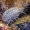 Kietašarvė šoniplauka - Pontogammarus robustoides  | Fotografijos autorius : Gintautas Steiblys | © Macrogamta.lt | Šis tinklapis priklauso bendruomenei kuri domisi makro fotografija ir fotografuoja gyvąjį makro pasaulį.