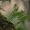 Paprastoji šertvė - Polypodium vulgare | Fotografijos autorius : Gintautas Steiblys | © Macrogamta.lt | Šis tinklapis priklauso bendruomenei kuri domisi makro fotografija ir fotografuoja gyvąjį makro pasaulį.