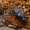 Daržinis žvilgvabalis - Glischrochilus hortensis  | Fotografijos autorius : Gintautas Steiblys | © Macrogamta.lt | Šis tinklapis priklauso bendruomenei kuri domisi makro fotografija ir fotografuoja gyvąjį makro pasaulį.