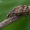 Lapinukas - Polydrusus fulvicornis  | Fotografijos autorius : Gintautas Steiblys | © Macrogamta.lt | Šis tinklapis priklauso bendruomenei kuri domisi makro fotografija ir fotografuoja gyvąjį makro pasaulį.