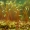 Jautrusis perkūnrugis - Funaria hygrometrica | Fotografijos autorius : Gintautas Steiblys | © Macrogamta.lt | Šis tinklapis priklauso bendruomenei kuri domisi makro fotografija ir fotografuoja gyvąjį makro pasaulį.