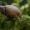 Mažoji gintarėlė - Succinella oblonga | Fotografijos autorius : Gintautas Steiblys | © Macrogamta.lt | Šis tinklapis priklauso bendruomenei kuri domisi makro fotografija ir fotografuoja gyvąjį makro pasaulį.