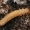 Šukaūsis raudonvabalis - Schizotus pectinicornis, lerva | Fotografijos autorius : Gintautas Steiblys | © Macrogamta.lt | Šis tinklapis priklauso bendruomenei kuri domisi makro fotografija ir fotografuoja gyvąjį makro pasaulį.