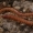 Šimtakojis - Pachymerium cf. ferrugineum | Fotografijos autorius : Gintautas Steiblys | © Macrogamta.lt | Šis tinklapis priklauso bendruomenei kuri domisi makro fotografija ir fotografuoja gyvąjį makro pasaulį.