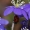 Triskiautė žibutė - Hepatica nobilis su boruže | Fotografijos autorius : Gintautas Steiblys | © Macrogamta.lt | Šis tinklapis priklauso bendruomenei kuri domisi makro fotografija ir fotografuoja gyvąjį makro pasaulį.
