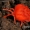 Aksominė erkė - Trombidium holosericeum | Fotografijos autorius : Gintautas Steiblys | © Macrogamta.lt | Šis tinklapis priklauso bendruomenei kuri domisi makro fotografija ir fotografuoja gyvąjį makro pasaulį.
