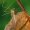 Uodas - Dicranomyia modesta | Fotografijos autorius : Gintautas Steiblys | © Macrogamta.lt | Šis tinklapis priklauso bendruomenei kuri domisi makro fotografija ir fotografuoja gyvąjį makro pasaulį.