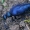 Violetinis gegužvabalis - Meloe violaceus | Fotografijos autorius : Gintautas Steiblys | © Macrogamta.lt | Šis tinklapis priklauso bendruomenei kuri domisi makro fotografija ir fotografuoja gyvąjį makro pasaulį.