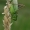 Dvispalvis spragtukas - Metrioptera bicolor  | Fotografijos autorius : Gintautas Steiblys | © Macrogamta.lt | Šis tinklapis priklauso bendruomenei kuri domisi makro fotografija ir fotografuoja gyvąjį makro pasaulį.