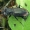 Žvilgžygis - Notiophilus biguttatus  | Fotografijos autorius : Gintautas Steiblys | © Macrogamta.lt | Šis tinklapis priklauso bendruomenei kuri domisi makro fotografija ir fotografuoja gyvąjį makro pasaulį.