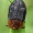 Raudonugaris maitvabalis - Oiceoptoma thoracicum  | Fotografijos autorius : Gintautas Steiblys | © Macrogamta.lt | Šis tinklapis priklauso bendruomenei kuri domisi makro fotografija ir fotografuoja gyvąjį makro pasaulį.