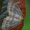 Miškinis žiemsprindis - Operophtera fagata, patinas | Fotografijos autorius : Gintautas Steiblys | © Macrogamta.lt | Šis tinklapis priklauso bendruomenei kuri domisi makro fotografija ir fotografuoja gyvąjį makro pasaulį.