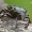 Niūraspalvis auksavabalis - Osmoderma barnabita  | Fotografijos autorius : Gintautas Steiblys | © Macrogamta.lt | Šis tinklapis priklauso bendruomenei kuri domisi makro fotografija ir fotografuoja gyvąjį makro pasaulį.