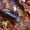 Kinivarpinis krypūnėlis - Paromalus parallelepipedus  | Fotografijos autorius : Gintautas Steiblys | © Macrogamta.lt | Šis tinklapis priklauso bendruomenei kuri domisi makro fotografija ir fotografuoja gyvąjį makro pasaulį.